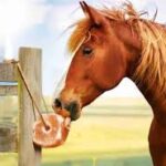 himalayan animal salt lick