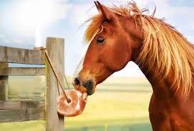 himalayan animal salt lick