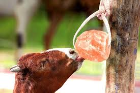 himalayan animal salt lick