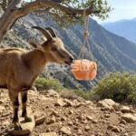 himalayan animal salt lick