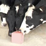 himalayan animal salt lick