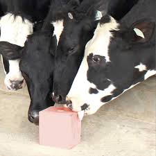 himalayan animal salt lick